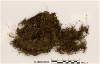 藏品(狹葉絹苔)的圖片